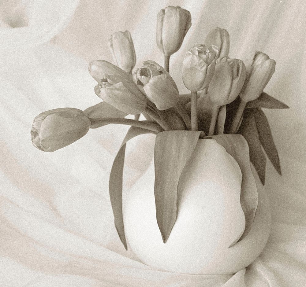 Sepia tone Tulips